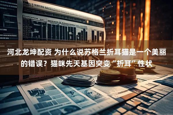 河北龙坤配资 为什么说苏格兰折耳猫是一个美丽的错误？猫咪先天基因突变“折耳”性状